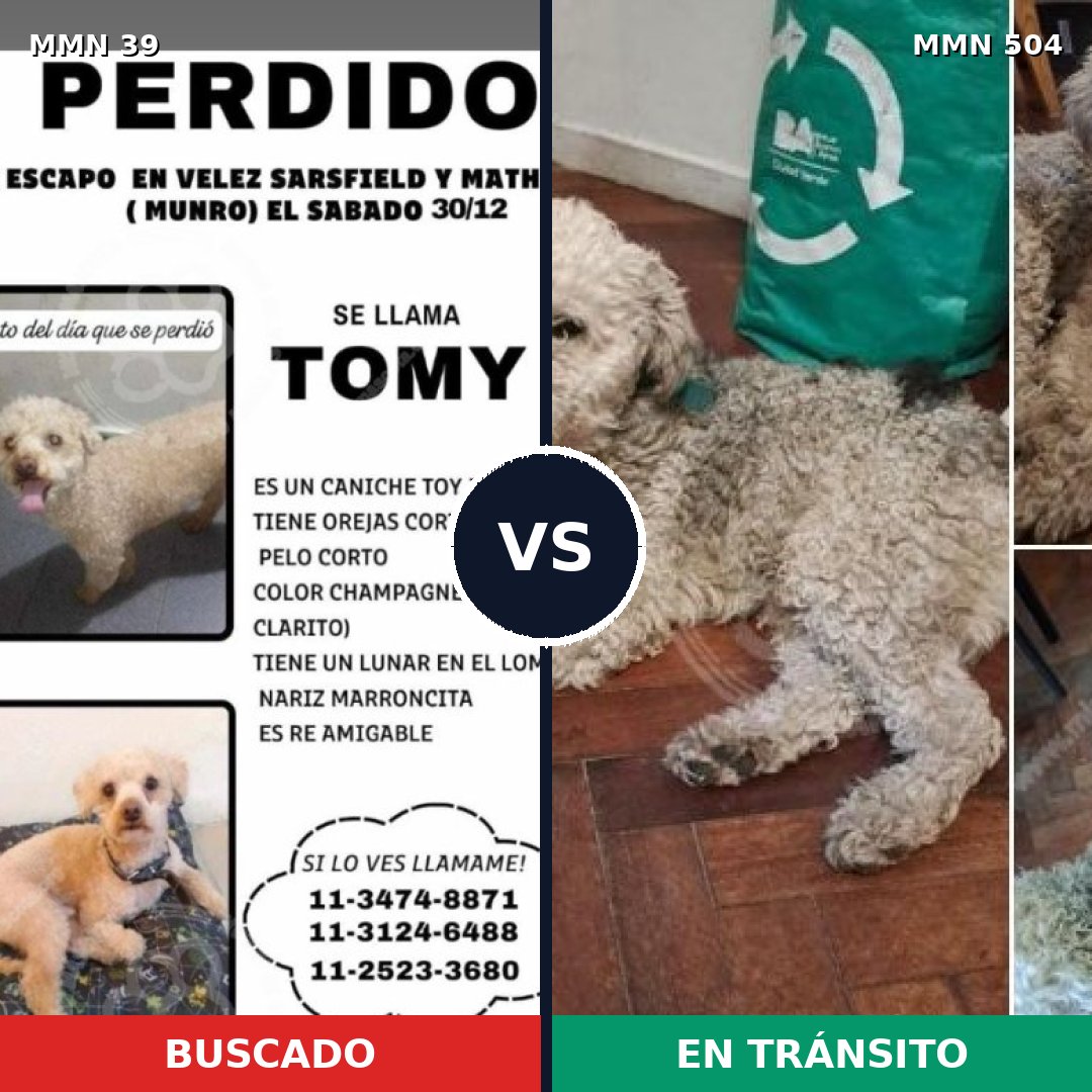 Comparativa MMS 76: mascota perdida y mascota encontrada, 32% de similitud