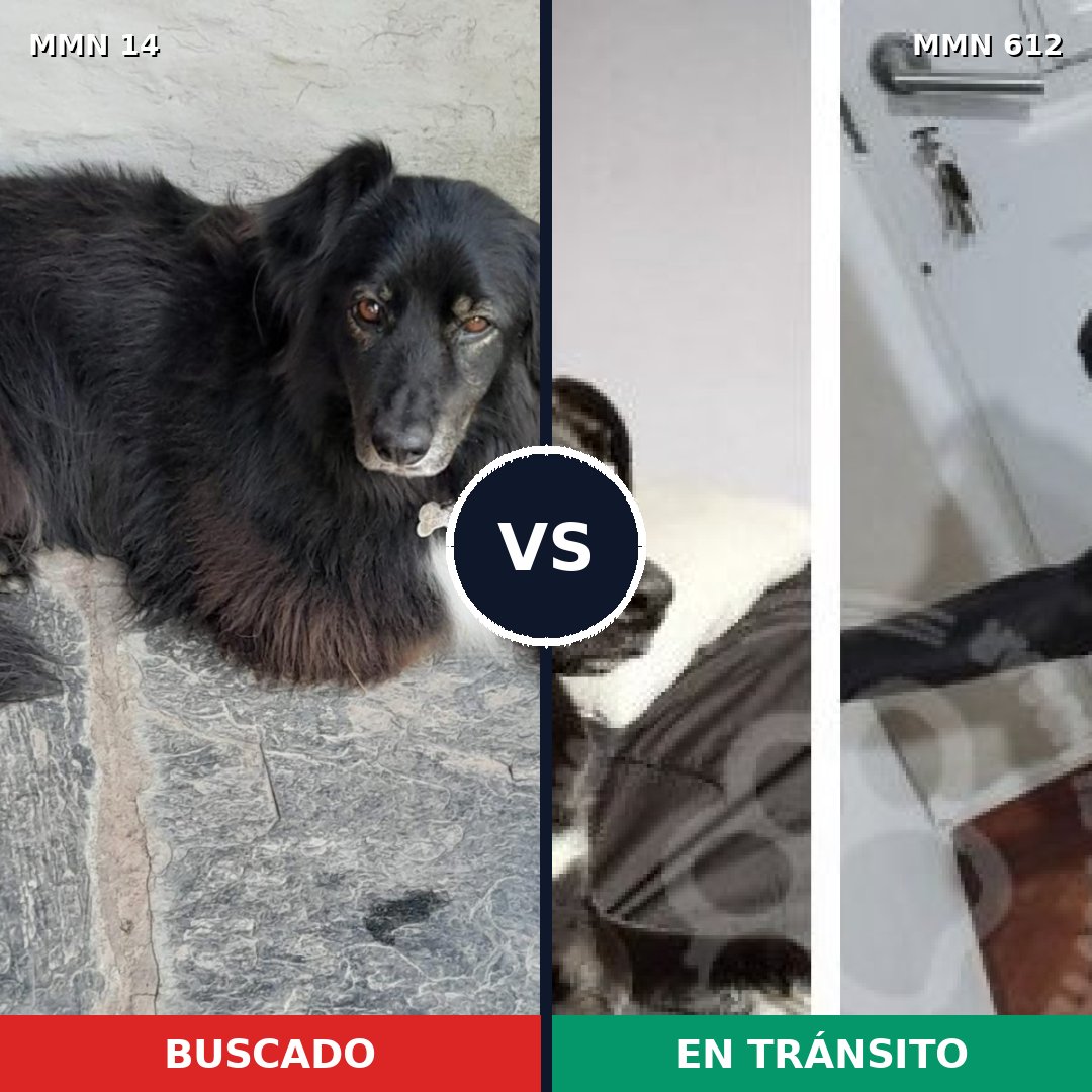 Comparativa MMS 760: mascota perdida y mascota encontrada, 73% de similitud