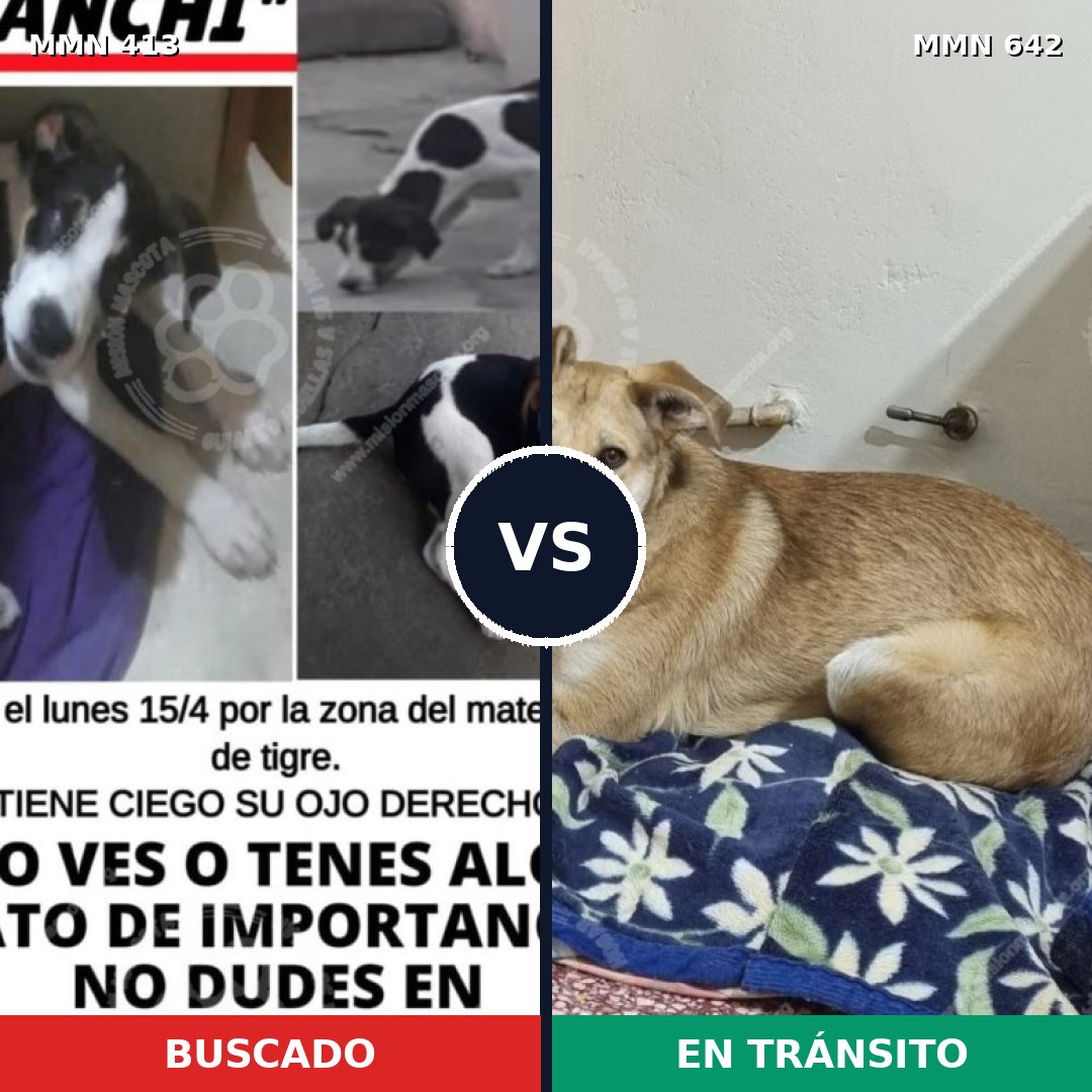 Comparativa MMS 7600: mascota perdida y mascota encontrada, 25% de similitud