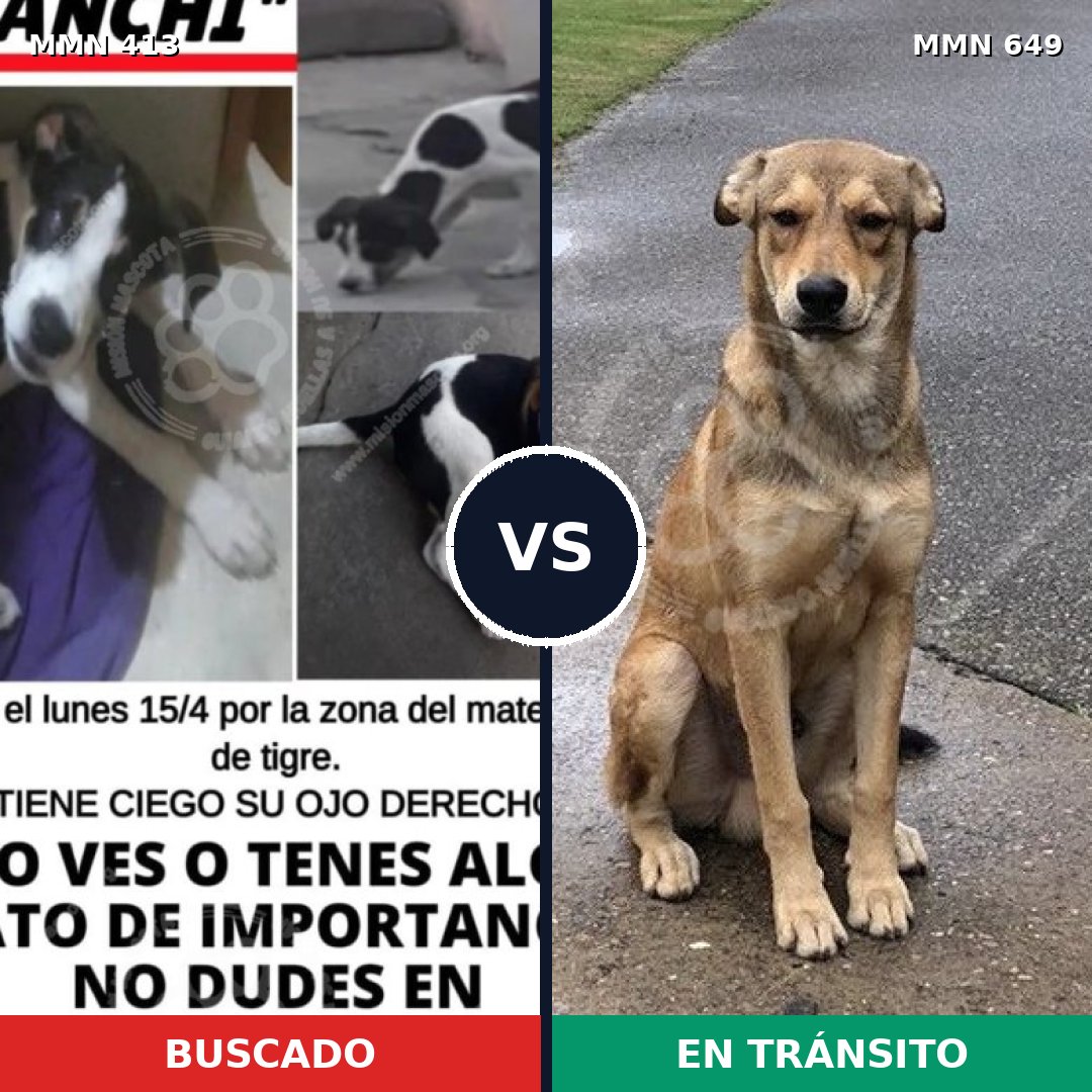 Comparativa MMS 7601: mascota perdida y mascota encontrada, 14% de similitud