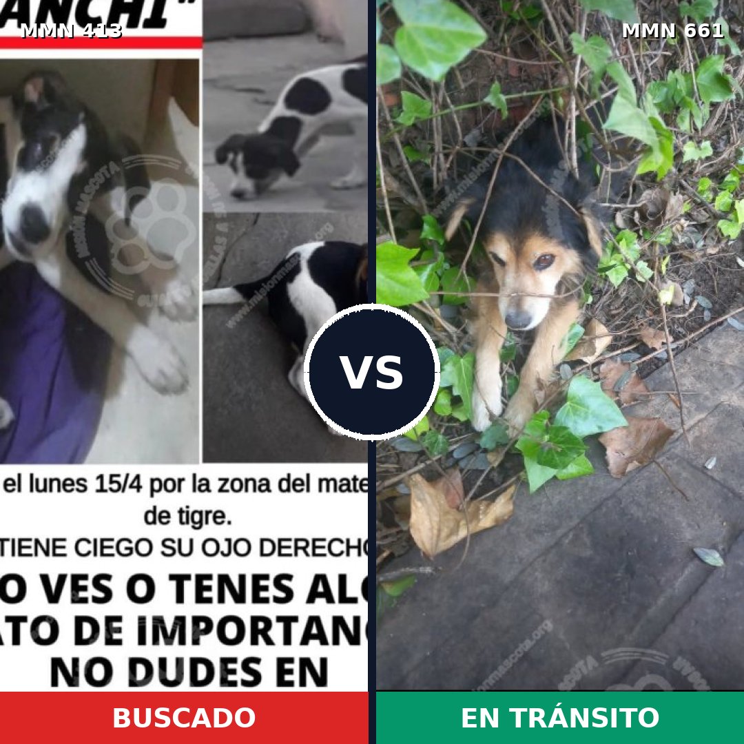 Comparativa MMS 7602: mascota perdida y mascota encontrada, 51% de similitud