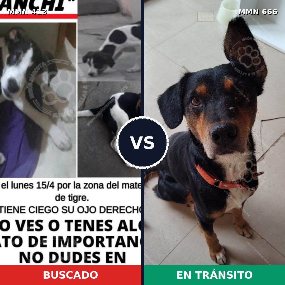 Comparativa MMS 7604: mascota perdida y mascota encontrada, 26% de similitud