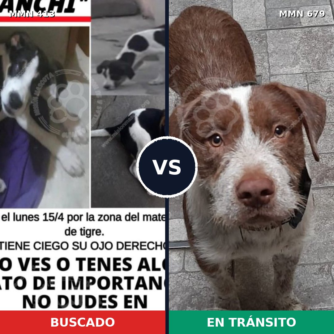 Comparativa MMS 7605: mascota perdida y mascota encontrada, 27% de similitud