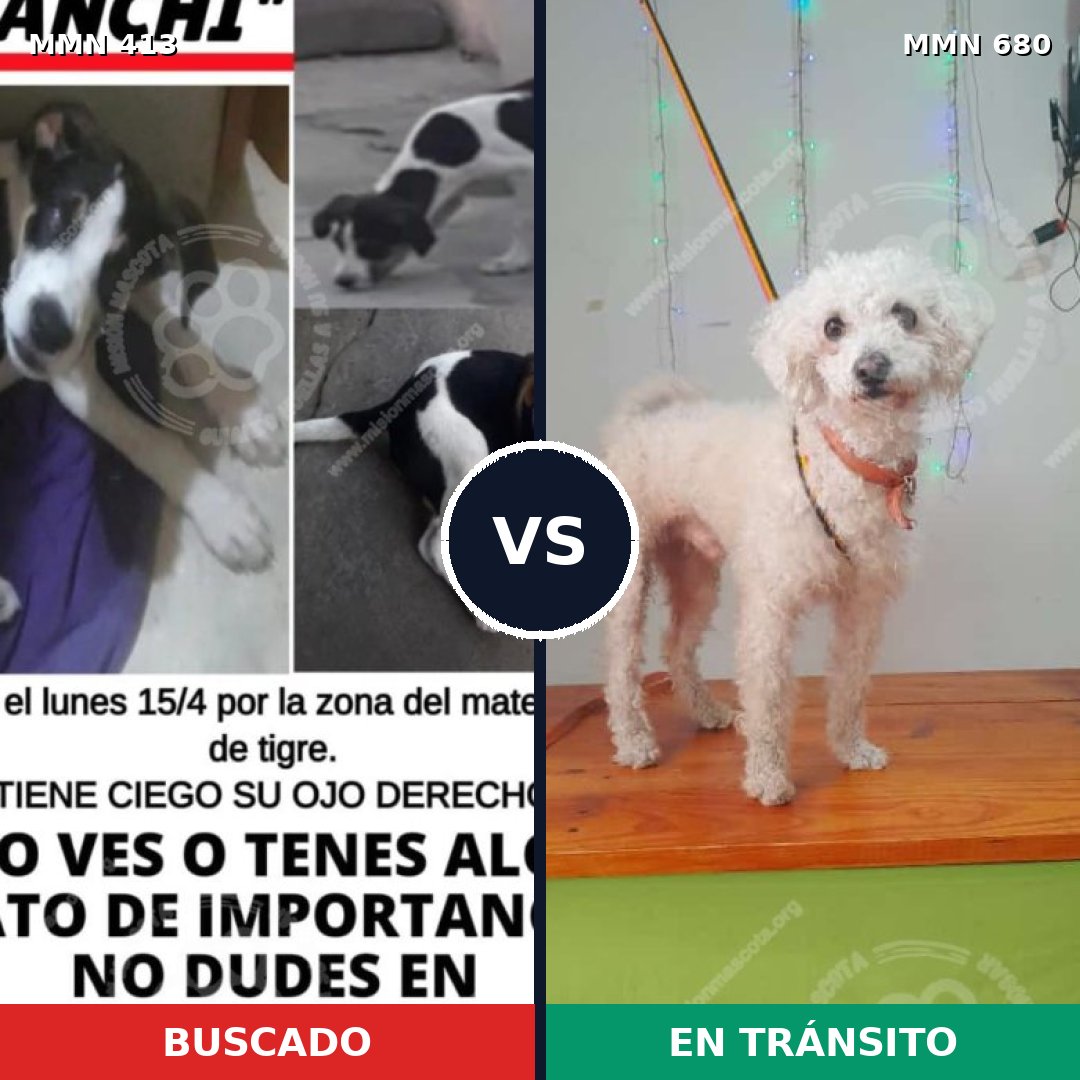 Comparativa MMS 7606: mascota perdida y mascota encontrada, 80% de similitud