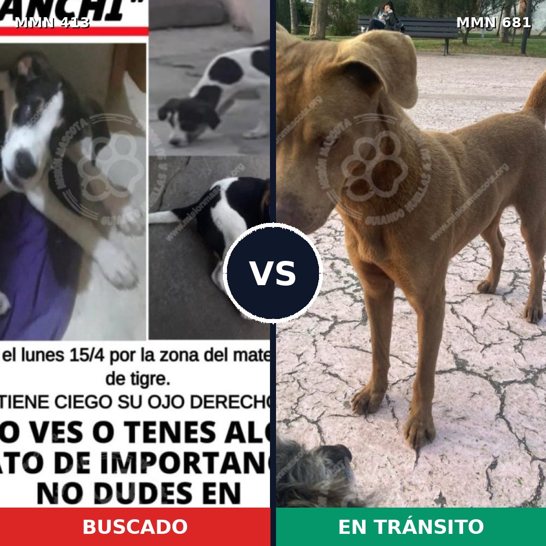 Comparativa MMS 7607: mascota perdida y mascota encontrada, 22% de similitud