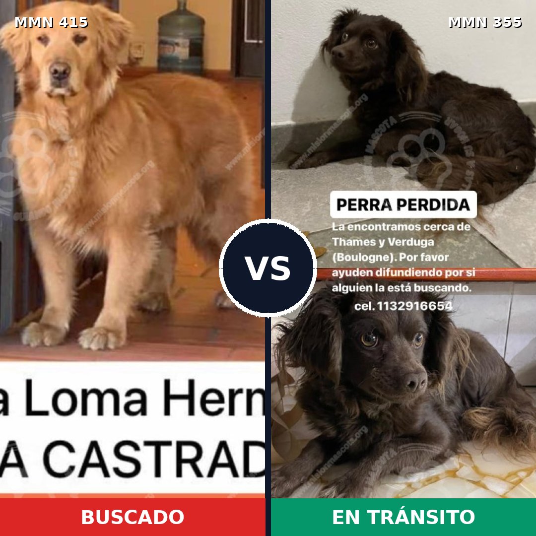 Comparativa MMS 7608: mascota perdida y mascota encontrada, 14% de similitud