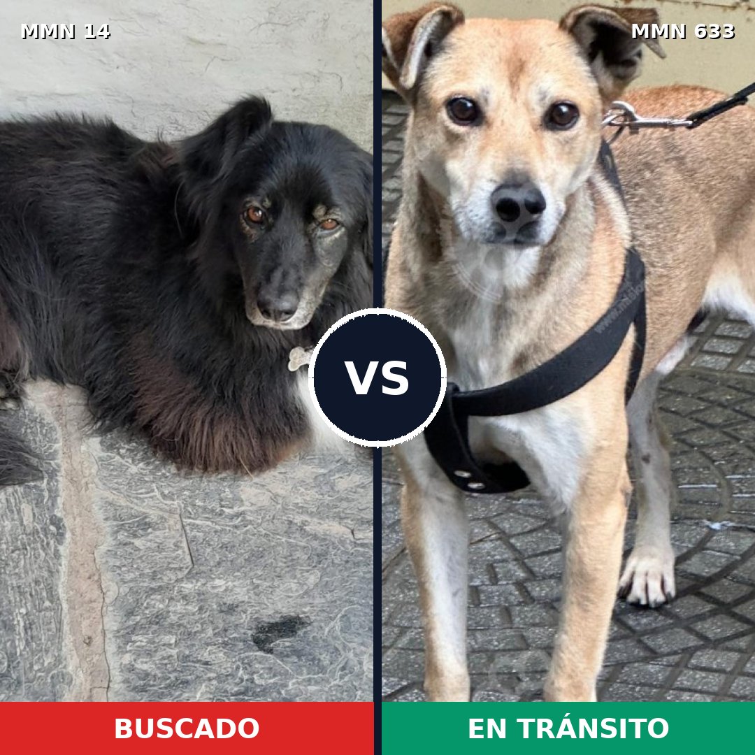 Comparativa MMS 761: mascota perdida y mascota encontrada, 61% de similitud