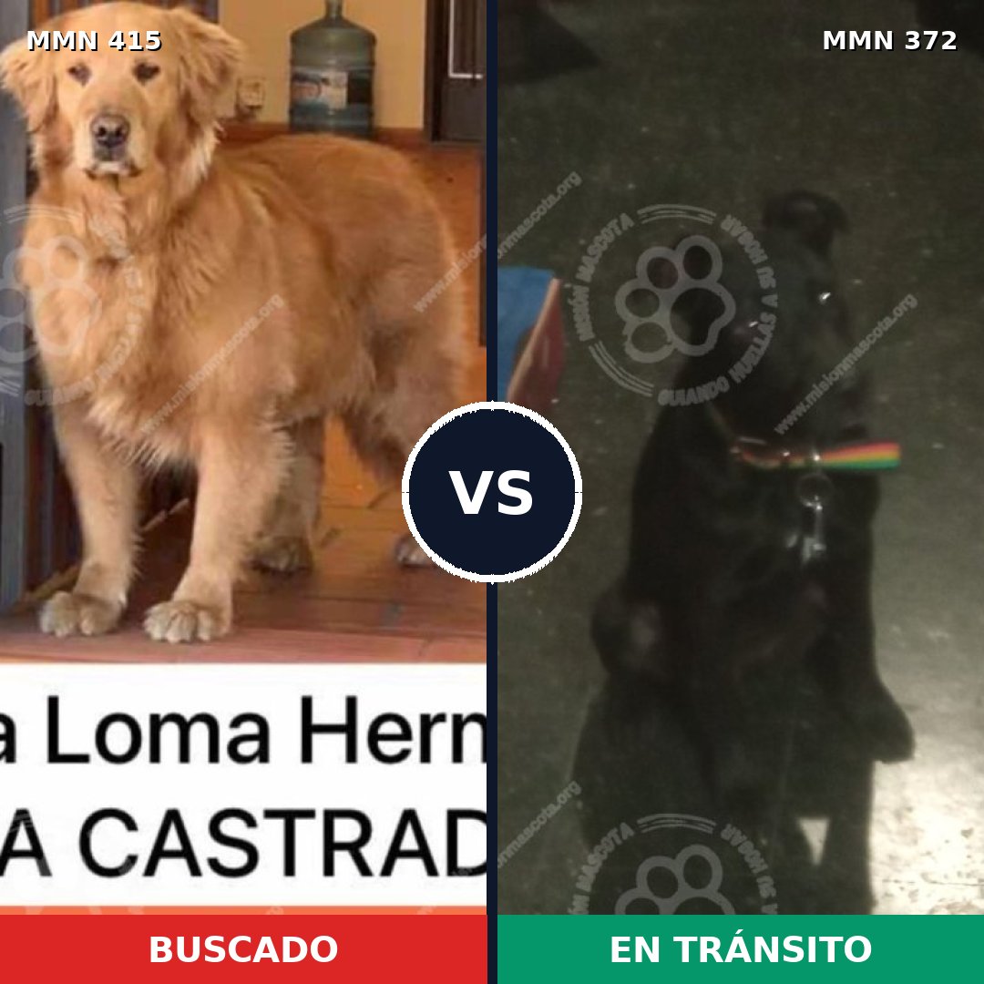 Comparativa MMS 7610: mascota perdida y mascota encontrada, 16% de similitud