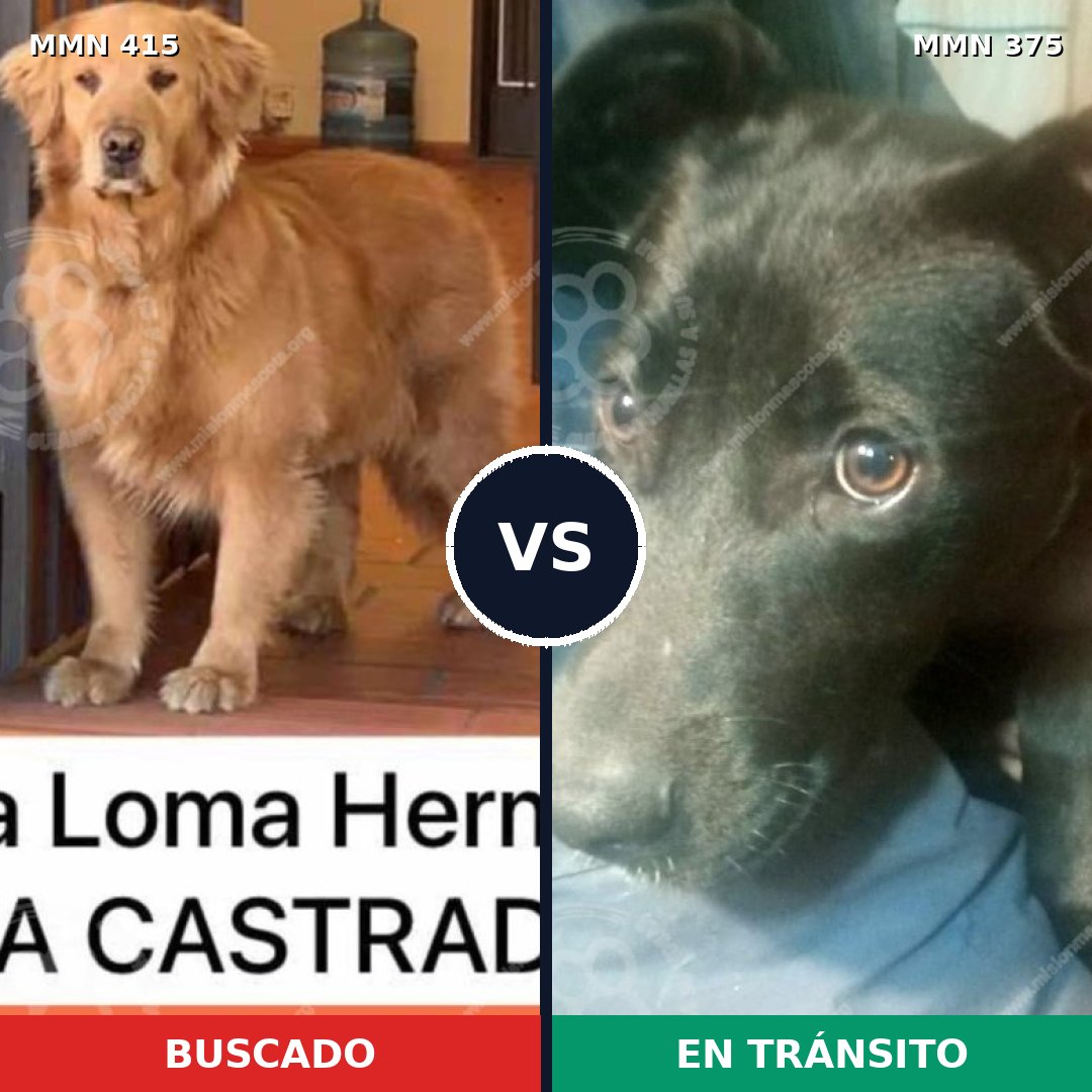 Comparativa MMS 7611: mascota perdida y mascota encontrada, 16% de similitud