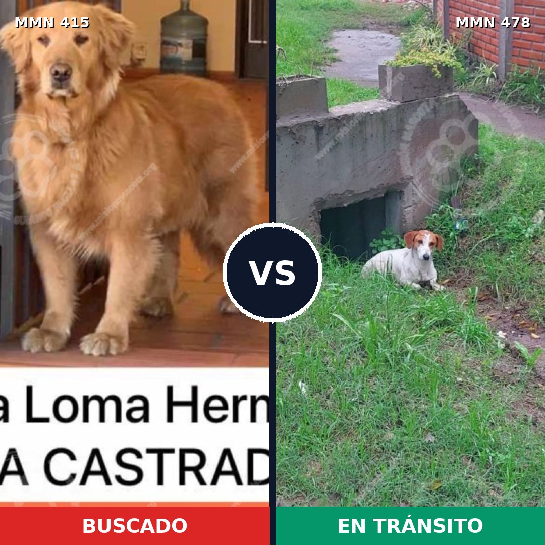 Comparativa MMS 7614: mascota perdida y mascota encontrada, 2% de similitud