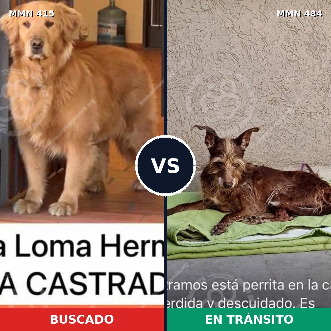 Comparativa MMS 7615: mascota perdida y mascota encontrada, 22% de similitud