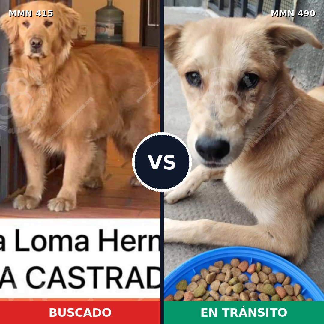 Comparativa MMS 7617: mascota perdida y mascota encontrada, 54% de similitud