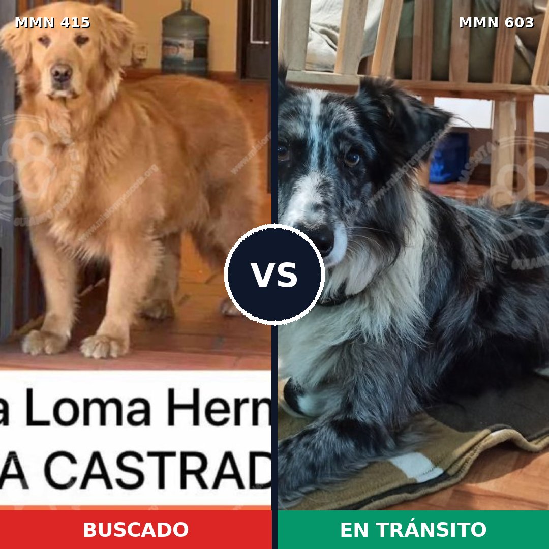 Comparativa MMS 7620: mascota perdida y mascota encontrada, 57% de similitud