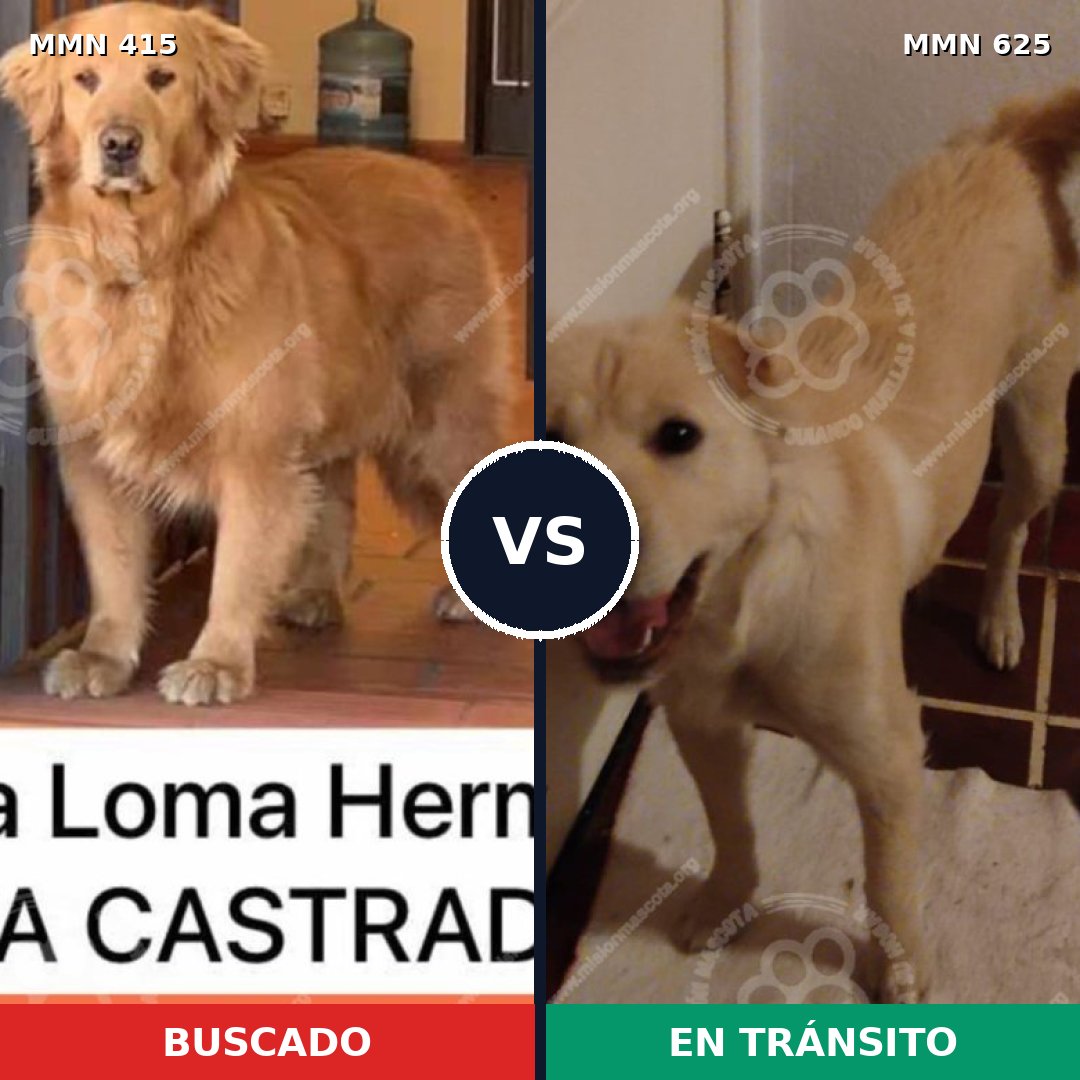 Comparativa MMS 7622: mascota perdida y mascota encontrada, 71% de similitud