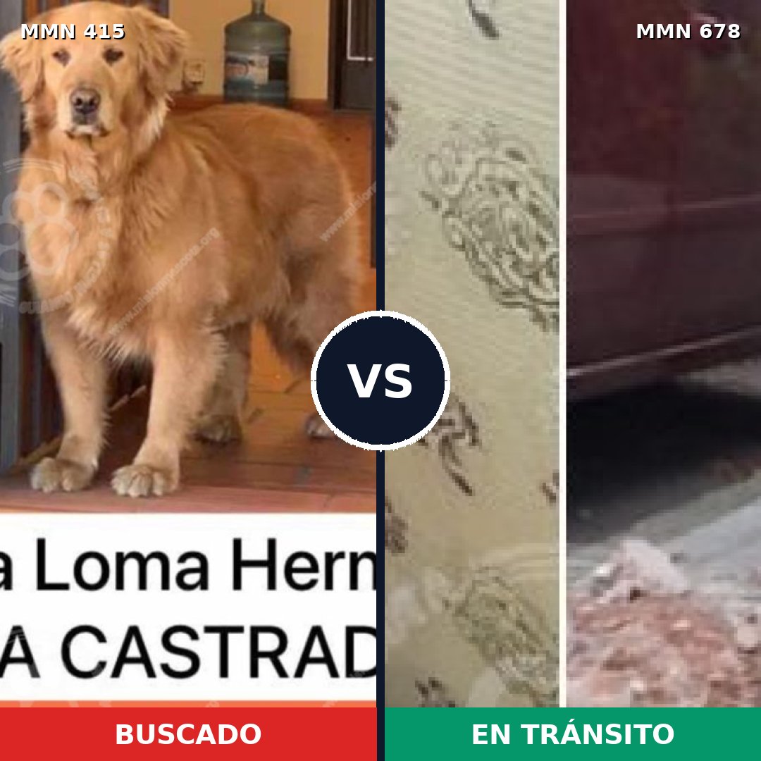 Comparativa MMS 7623: mascota perdida y mascota encontrada, 43% de similitud