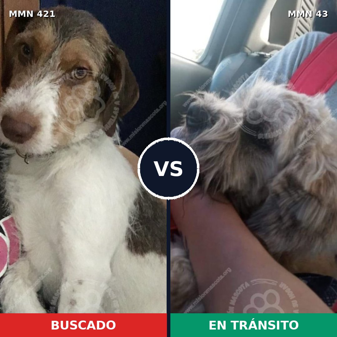 Comparativa MMS 7624: mascota perdida y mascota encontrada, 59% de similitud