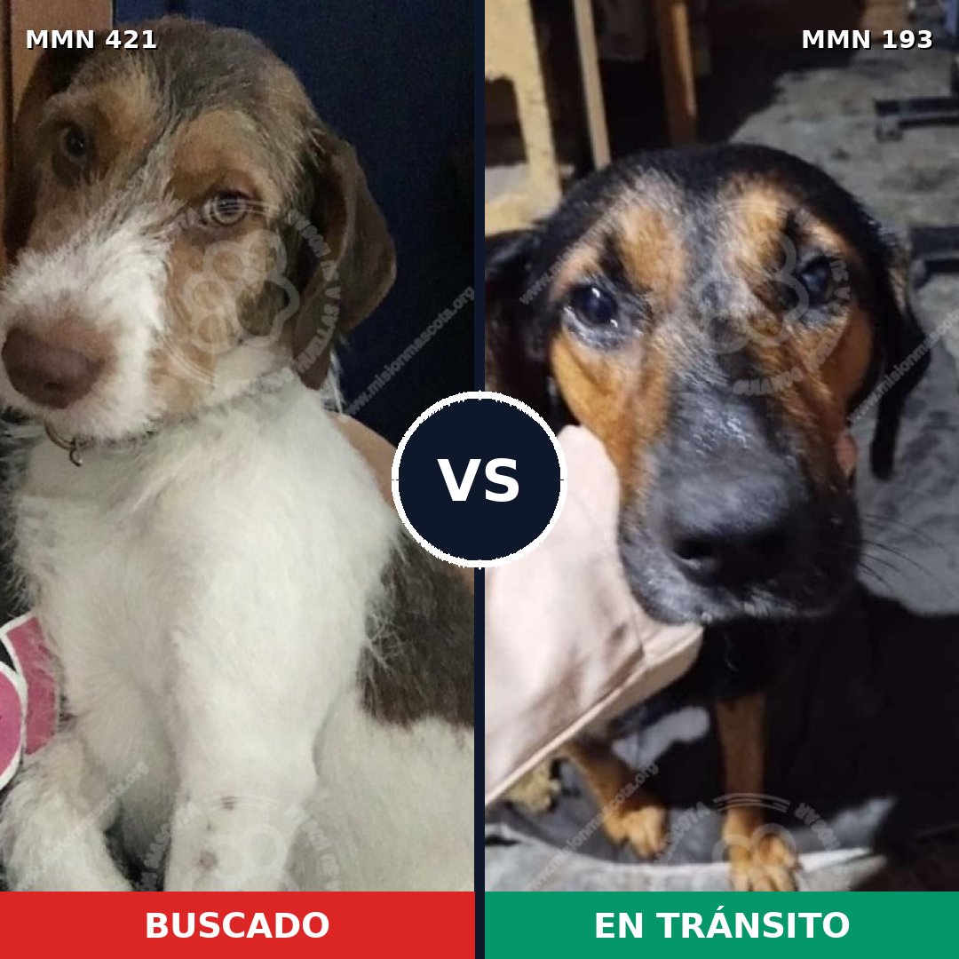 Comparativa MMS 7625: mascota perdida y mascota encontrada, 73% de similitud