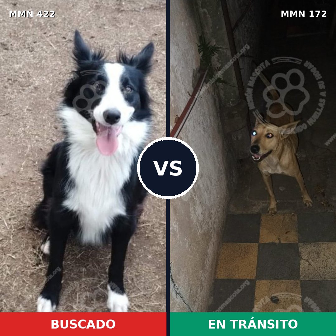 Comparativa MMS 7626: mascota perdida y mascota encontrada, 42% de similitud