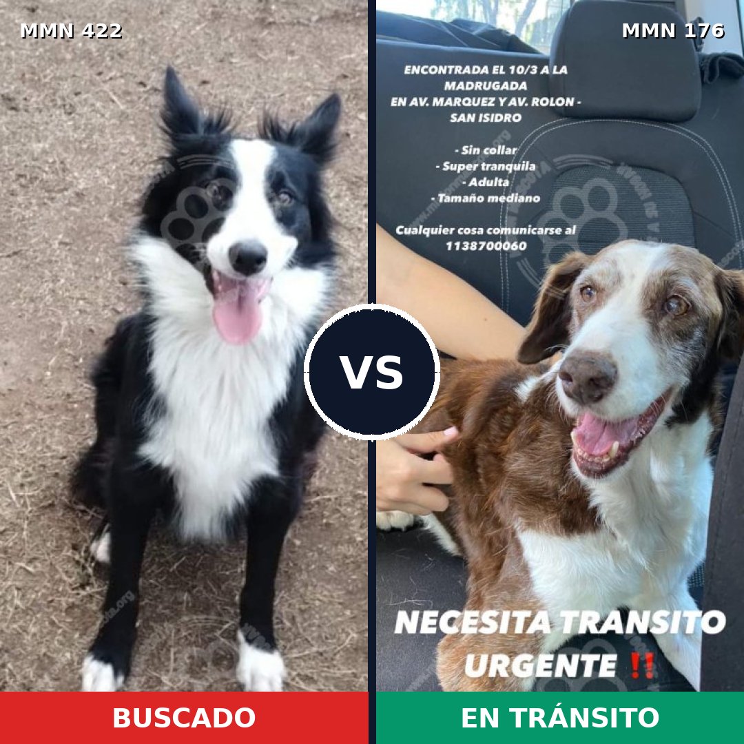 Comparativa MMS 7627: mascota perdida y mascota encontrada, 42% de similitud