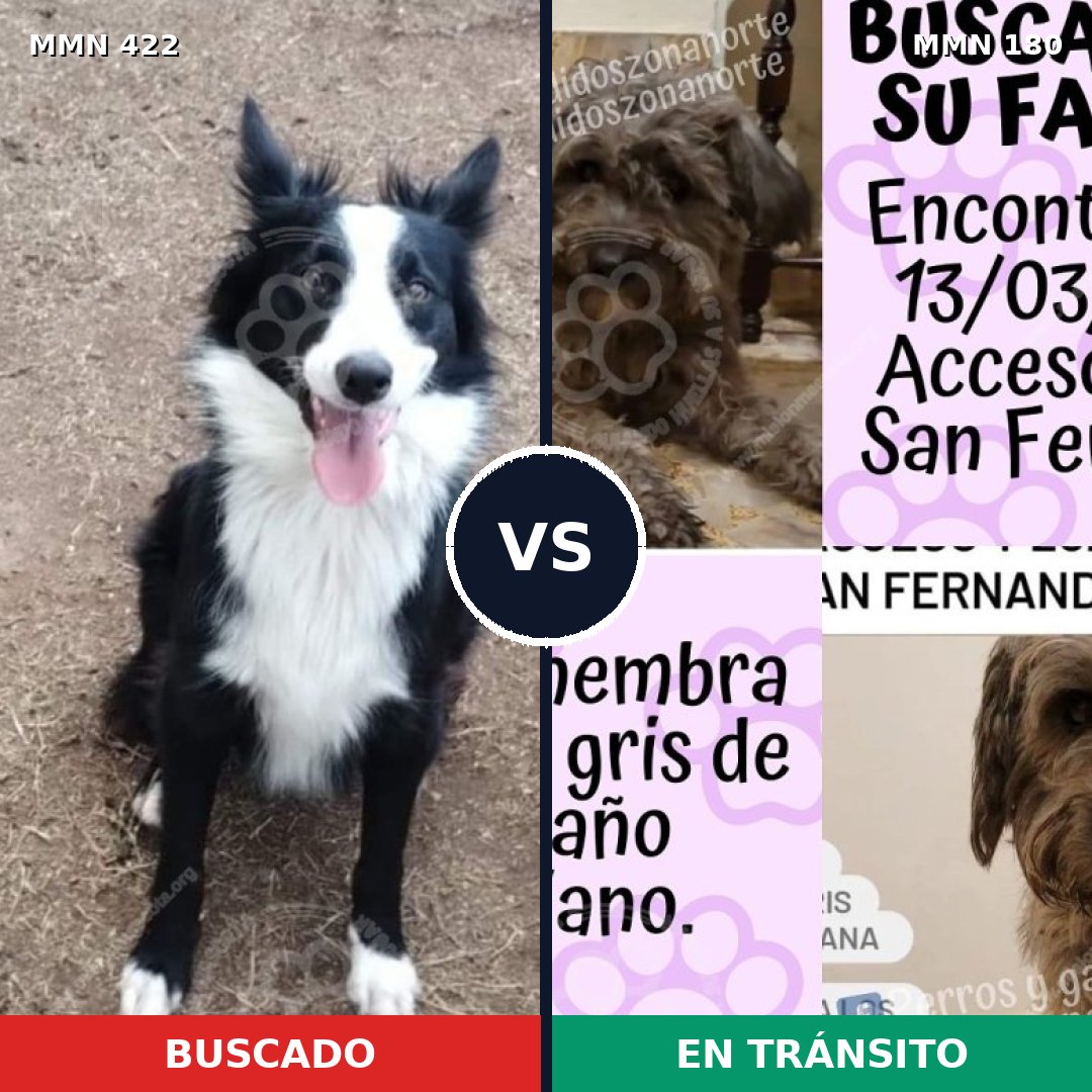 Comparativa MMS 7628: mascota perdida y mascota encontrada, 51% de similitud