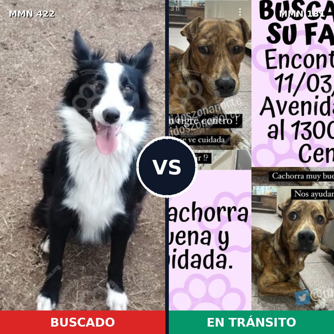 Comparativa MMS 7629: mascota perdida y mascota encontrada, 38% de similitud