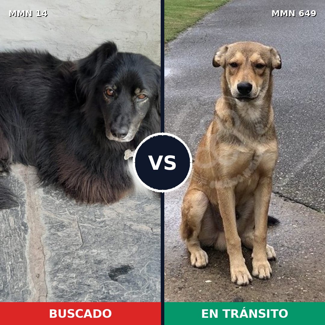 Comparativa MMS 763: mascota perdida y mascota encontrada, 41% de similitud