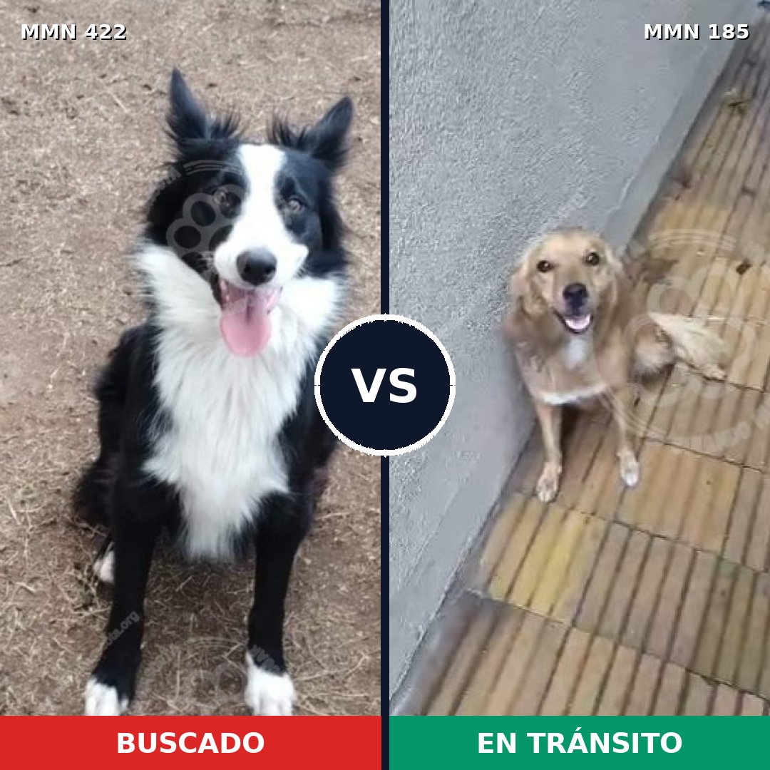 Comparativa MMS 7630: mascota perdida y mascota encontrada, 43% de similitud