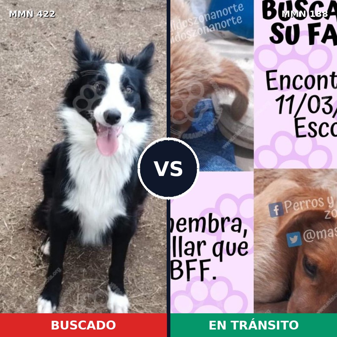 Comparativa MMS 7631: mascota perdida y mascota encontrada, 28% de similitud