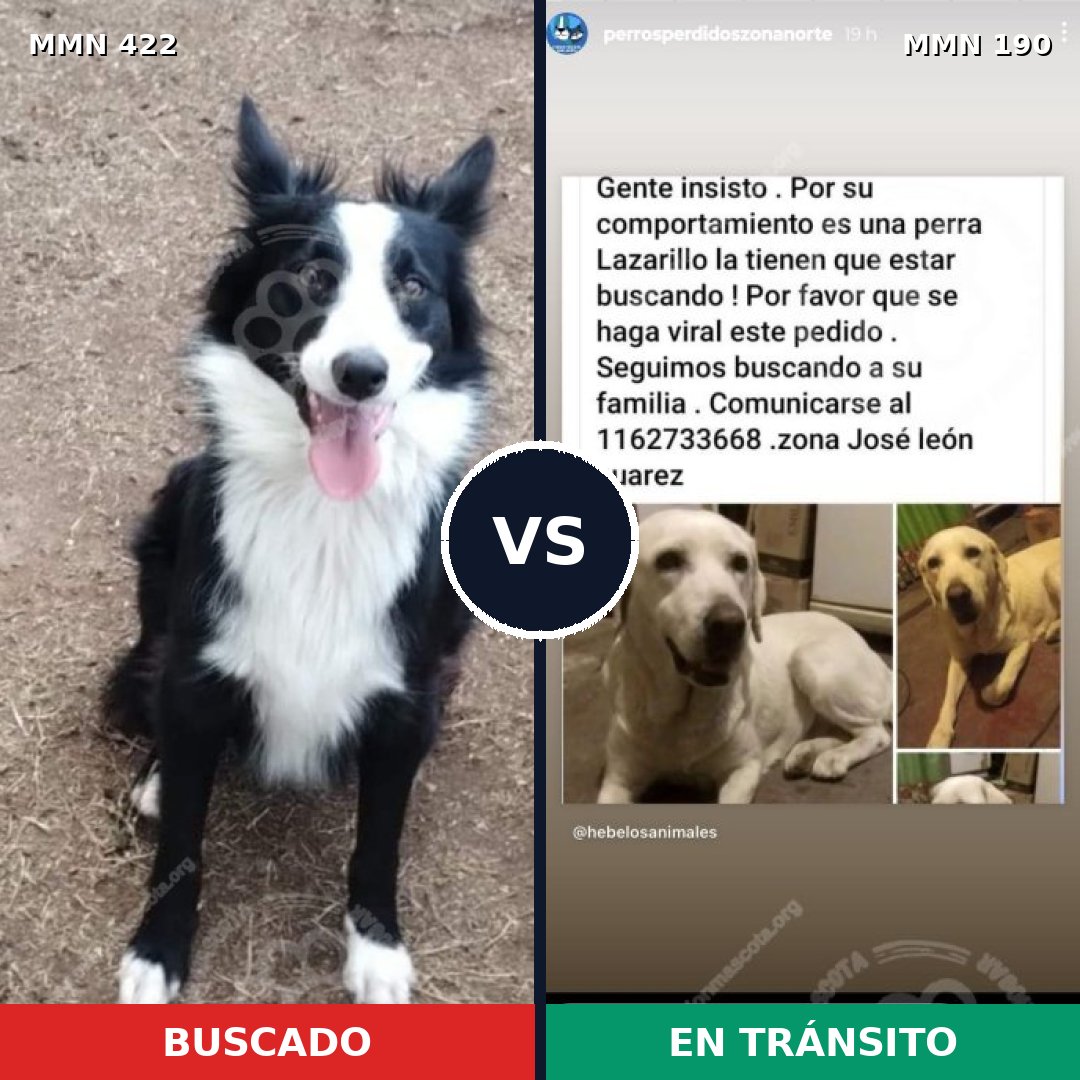 Comparativa MMS 7632: mascota perdida y mascota encontrada, 27% de similitud