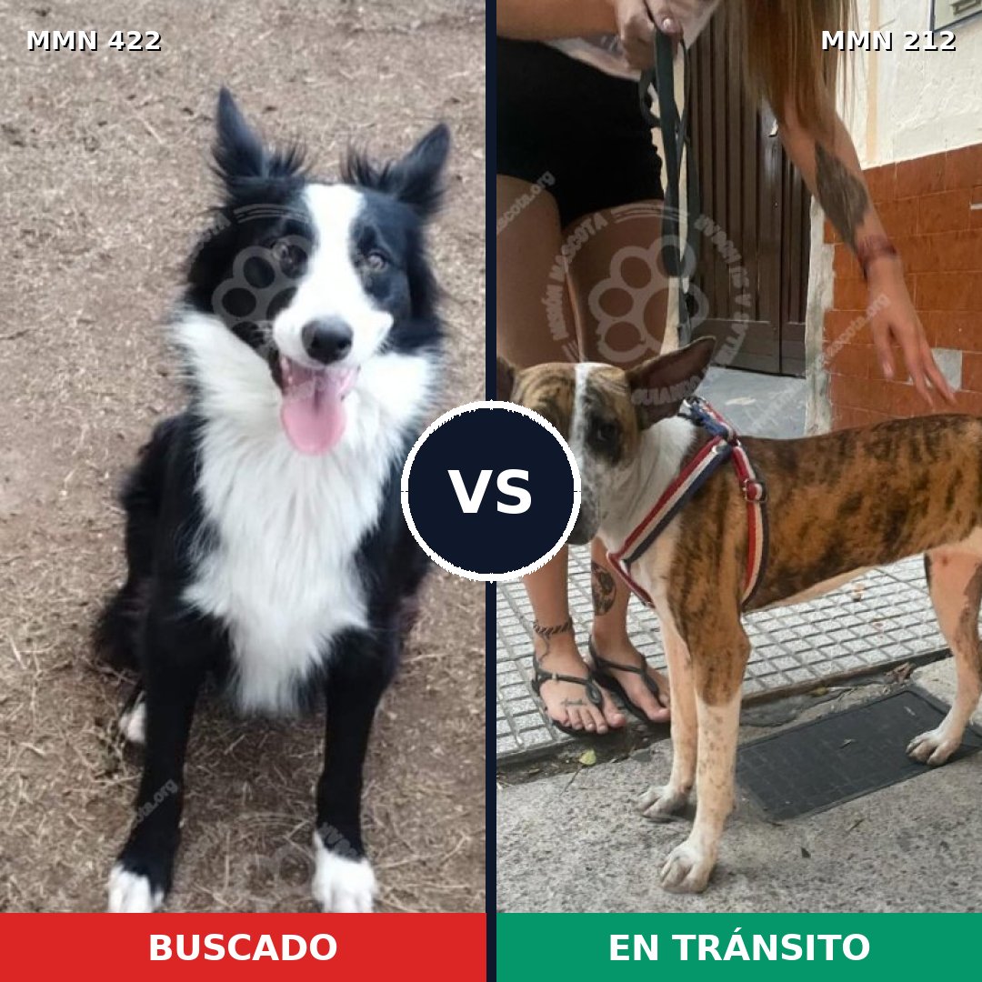 Comparativa MMS 7633: mascota perdida y mascota encontrada, 38% de similitud