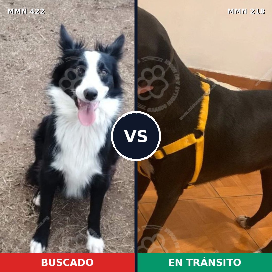 Comparativa MMS 7634: mascota perdida y mascota encontrada, 60% de similitud