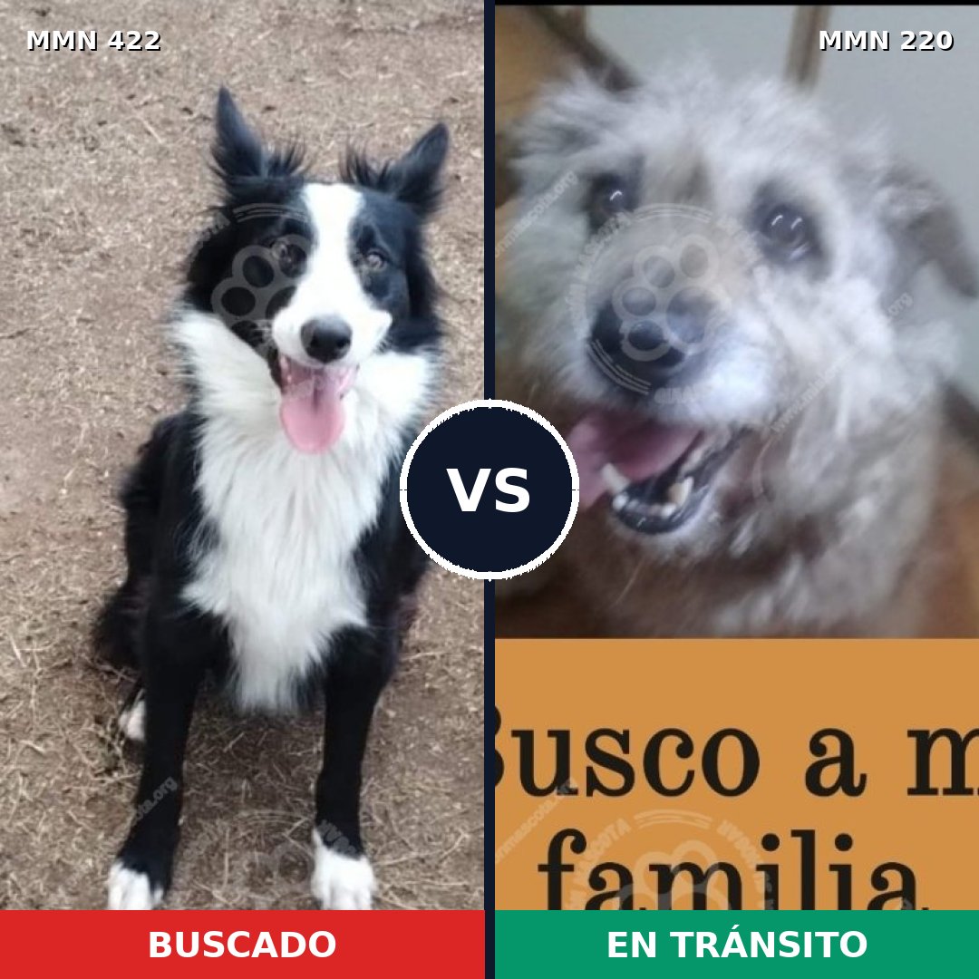 Comparativa MMS 7635: mascota perdida y mascota encontrada, 39% de similitud