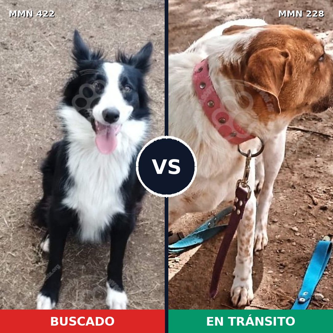 Comparativa MMS 7636: mascota perdida y mascota encontrada, 30% de similitud