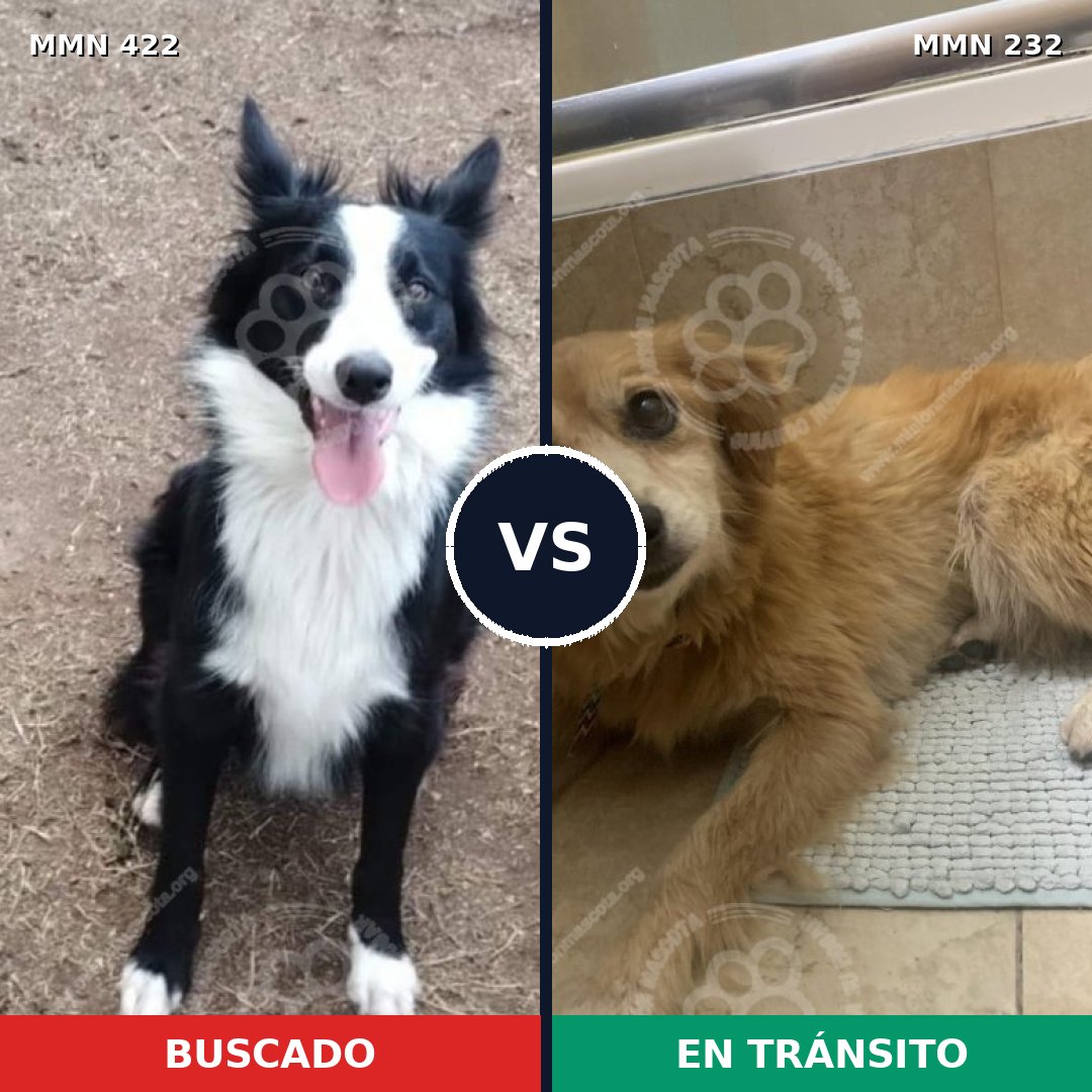 Comparativa MMS 7637: mascota perdida y mascota encontrada, 36% de similitud