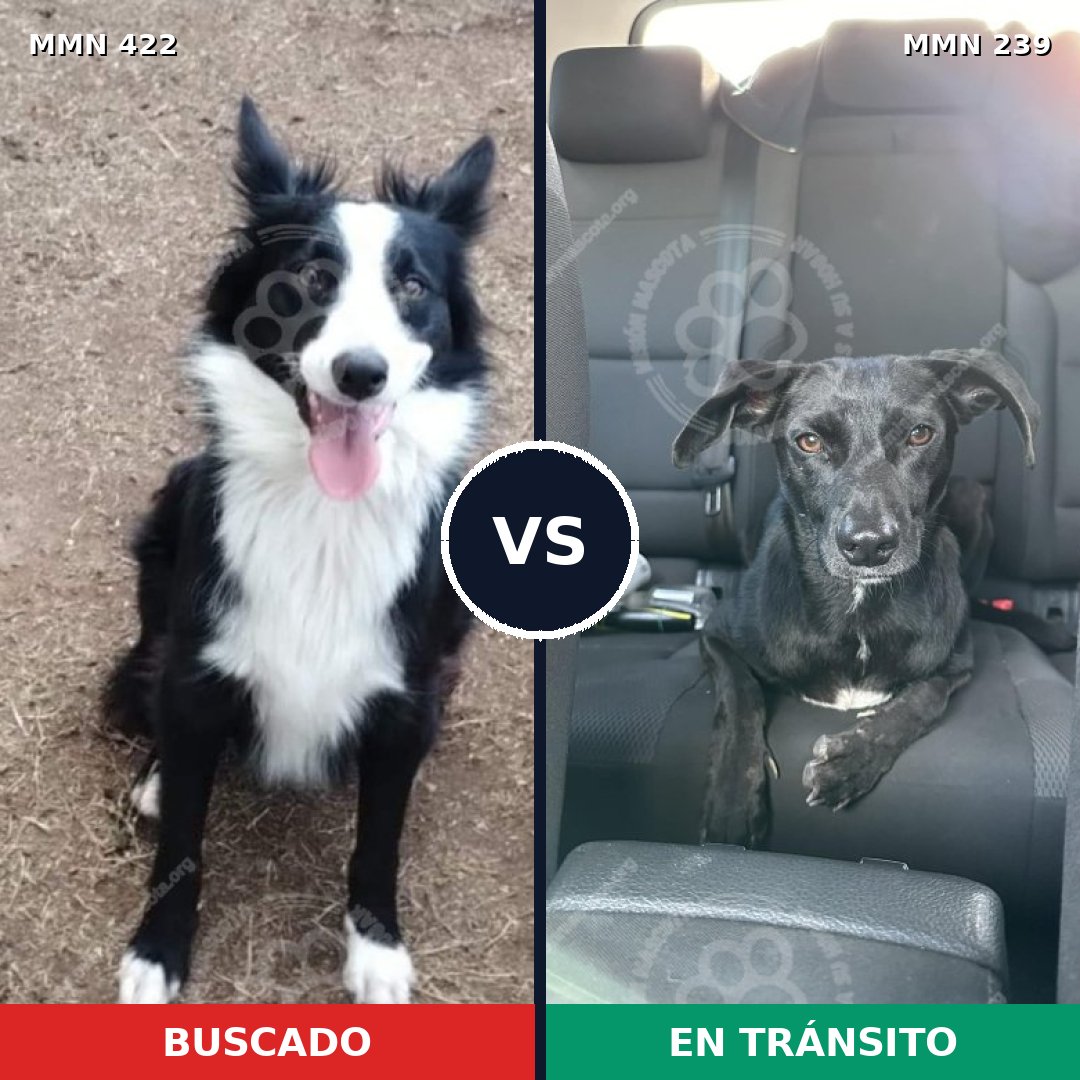 Comparativa MMS 7638: mascota perdida y mascota encontrada, 61% de similitud