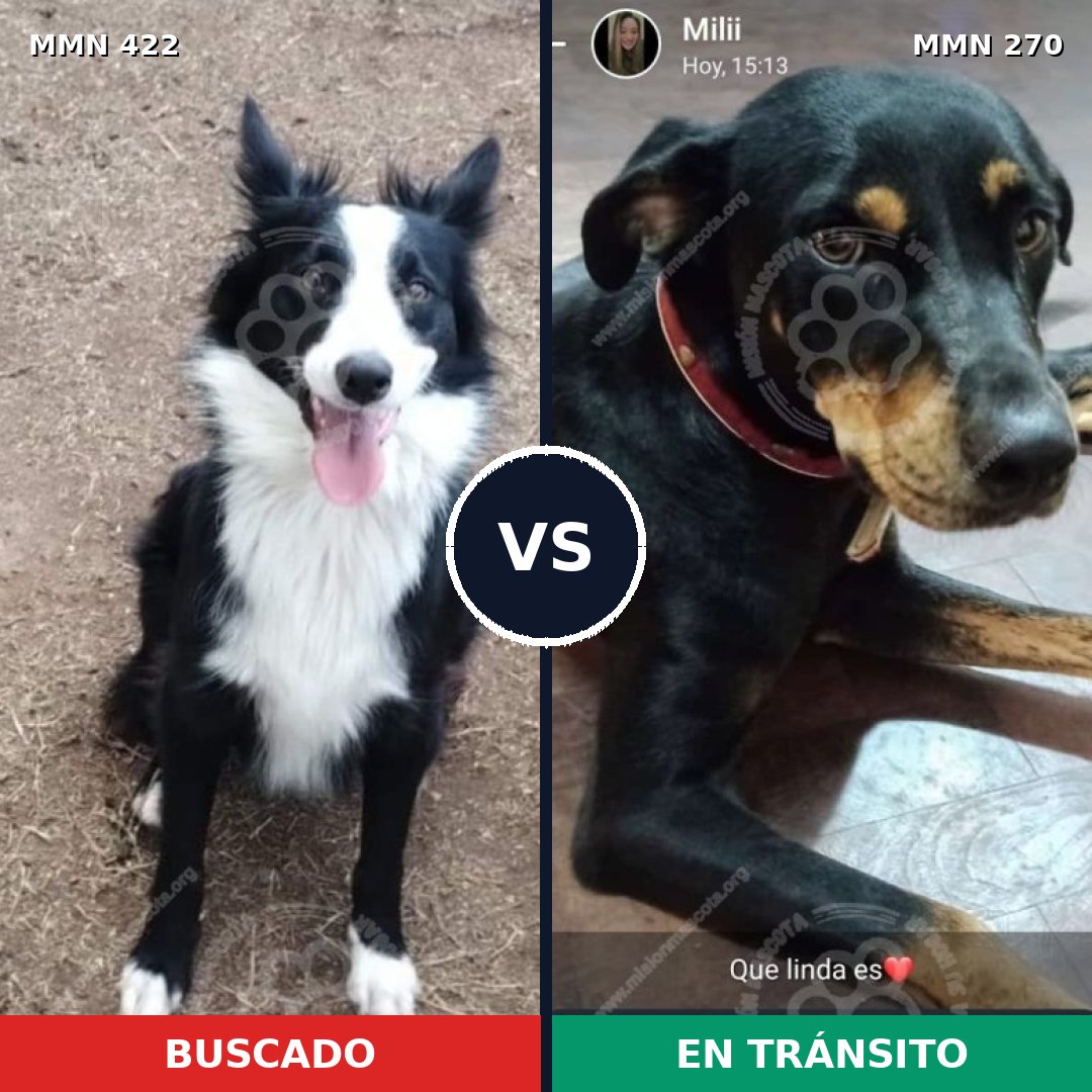 Comparativa MMS 7639: mascota perdida y mascota encontrada, 49% de similitud