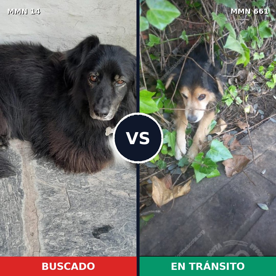 Comparativa MMS 764: mascota perdida y mascota encontrada, 22% de similitud