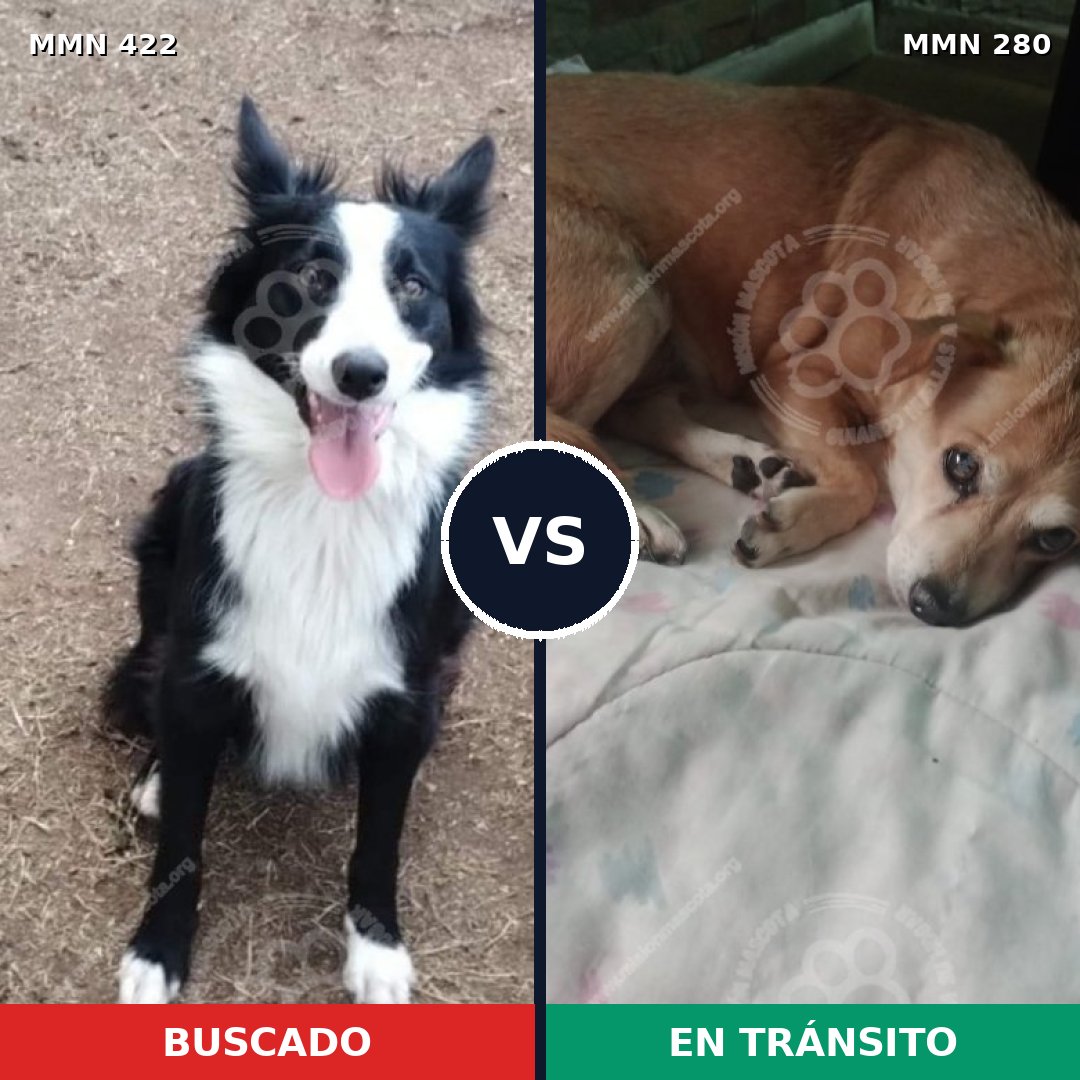 Comparativa MMS 7640: mascota perdida y mascota encontrada, 35% de similitud