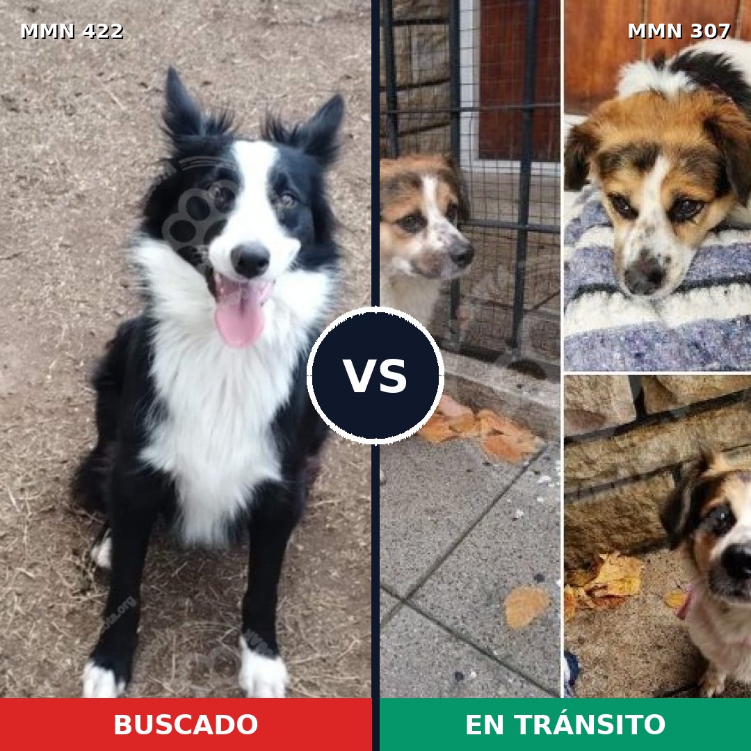 Comparativa MMS 7641: mascota perdida y mascota encontrada, 53% de similitud