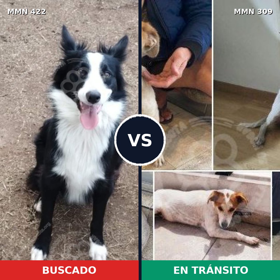 Comparativa MMS 7642: mascota perdida y mascota encontrada, 51% de similitud