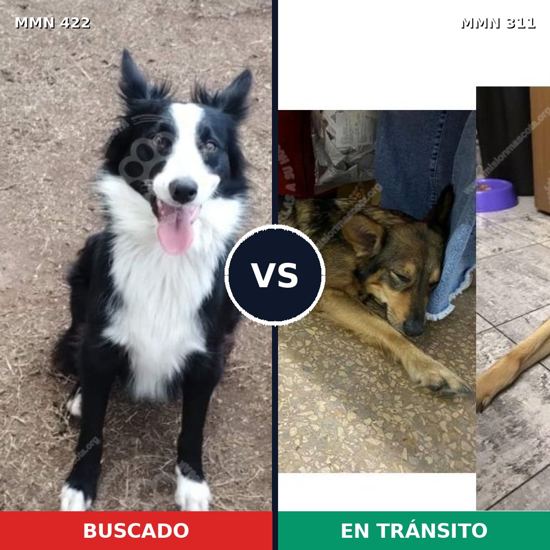 Comparativa MMS 7643: mascota perdida y mascota encontrada, 51% de similitud
