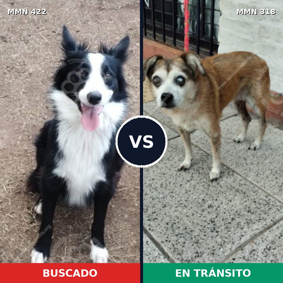 Comparativa MMS 7644: mascota perdida y mascota encontrada, 43% de similitud