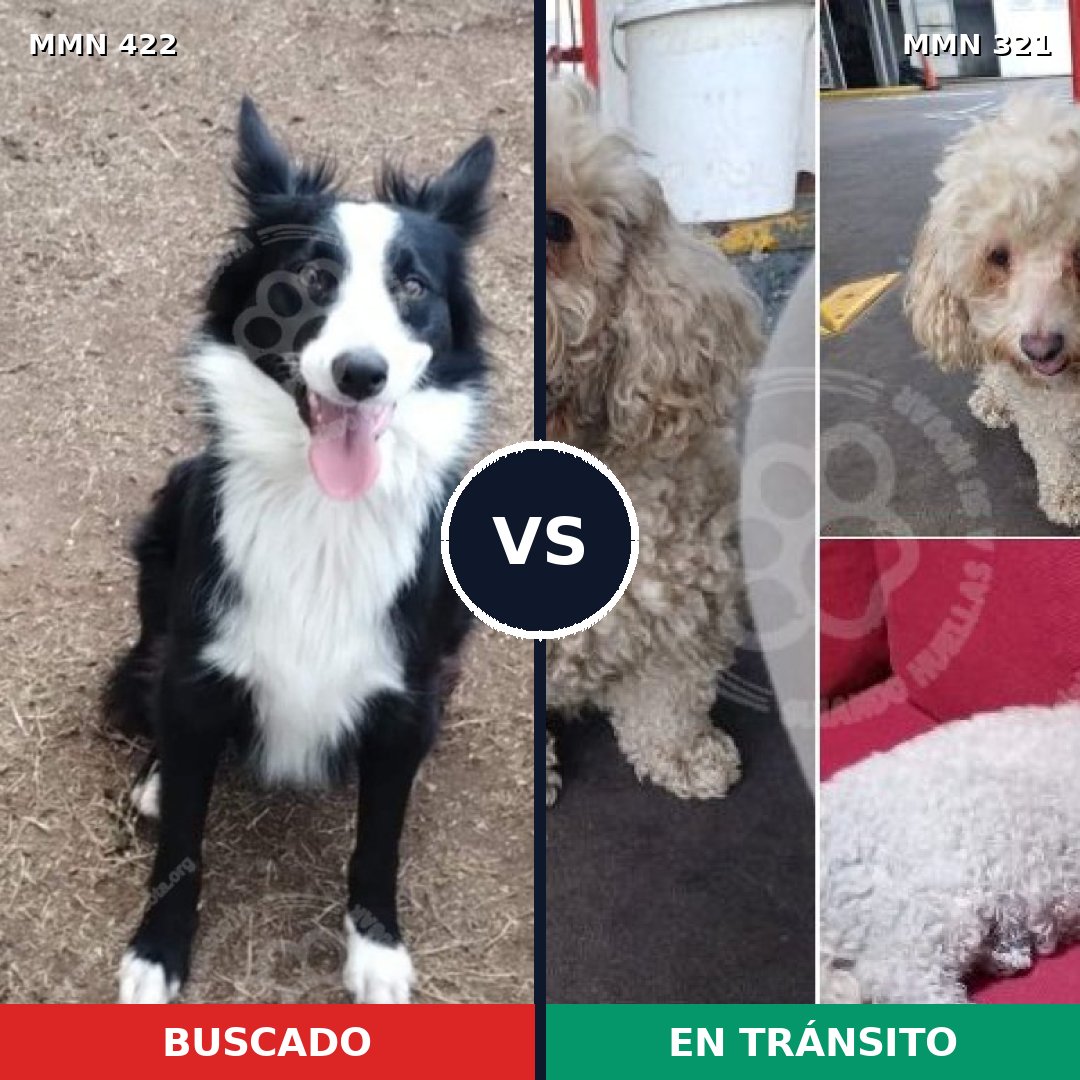 Comparativa MMS 7645: mascota perdida y mascota encontrada, 35% de similitud