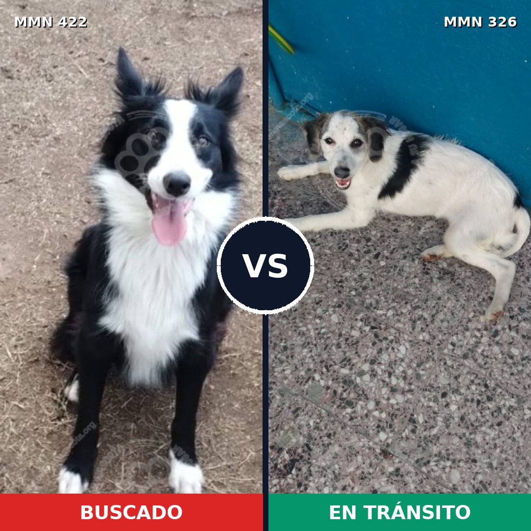 Comparativa MMS 7646: mascota perdida y mascota encontrada, 53% de similitud