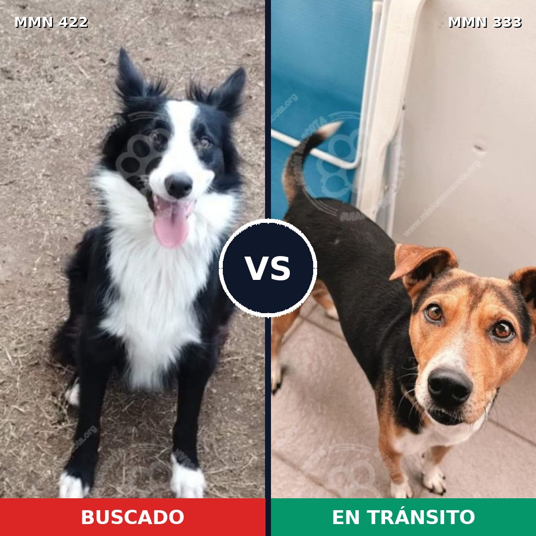 Comparativa MMS 7648: mascota perdida y mascota encontrada, 60% de similitud