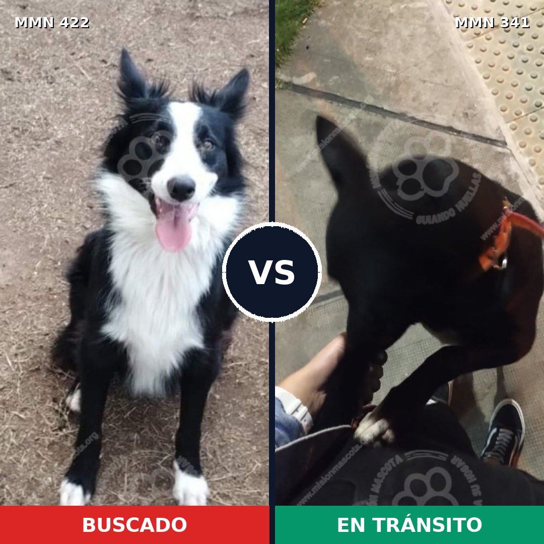 Comparativa MMS 7649: mascota perdida y mascota encontrada, 59% de similitud