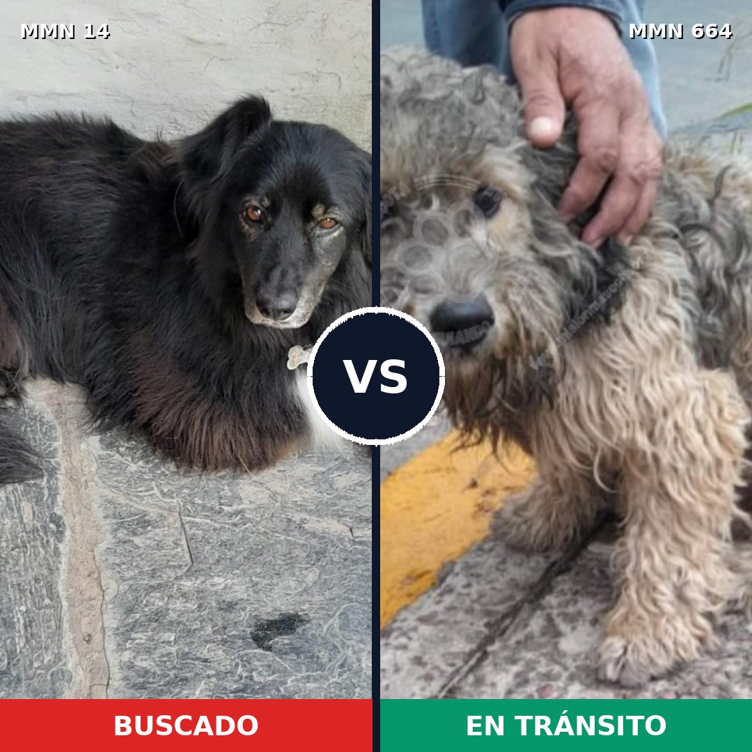 Comparativa MMS 765: mascota perdida y mascota encontrada, 58% de similitud