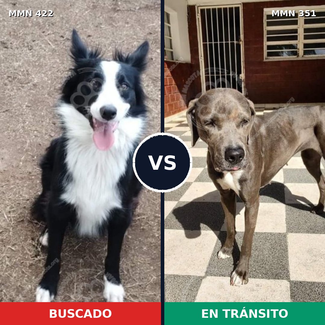 Comparativa MMS 7650: mascota perdida y mascota encontrada, 43% de similitud