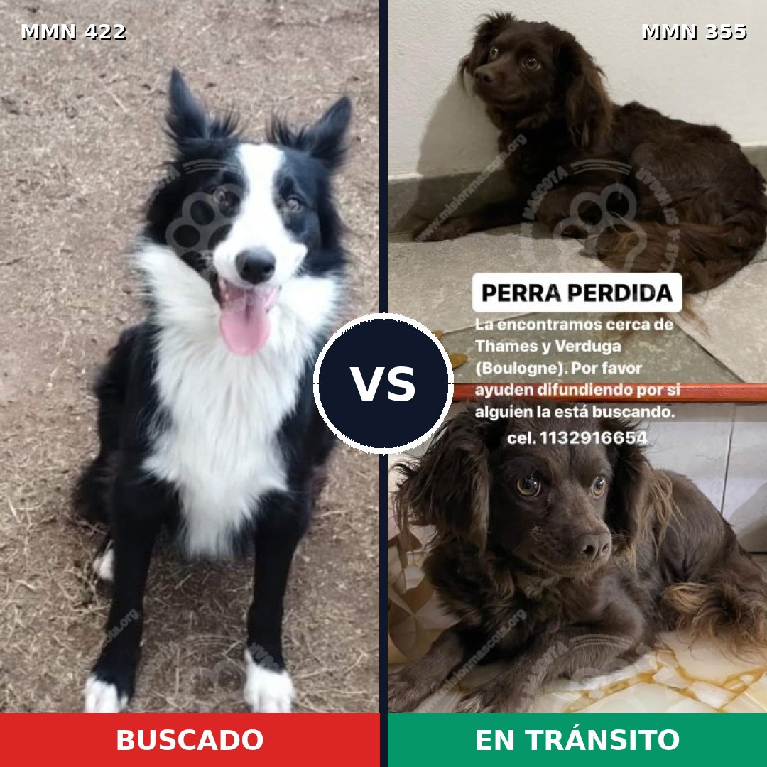 Comparativa MMS 7651: mascota perdida y mascota encontrada, 49% de similitud