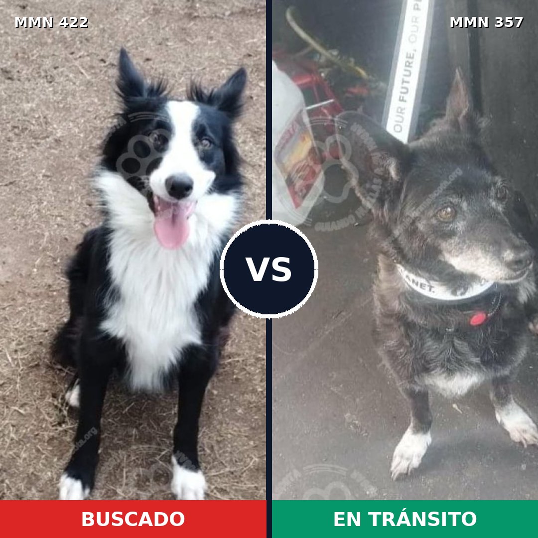 Comparativa MMS 7652: mascota perdida y mascota encontrada, 65% de similitud